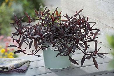 RPG《水晶传说》最新更新上线 新角色Adri登场